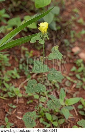 Small Swampmallow Flowering Plant Of The Species Pavonia Cancellata