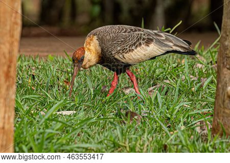 Buff Necked Ibis Of The Species Theristicus Caudatus
