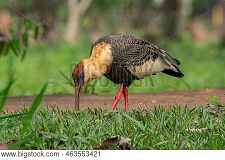 Buff Necked Ibis Of The Species Theristicus Caudatus