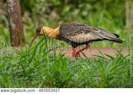 Buff Necked Ibis Of The Species Theristicus Caudatus