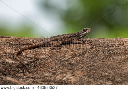 Small Ground Lizard Of The Genus Tropidurus