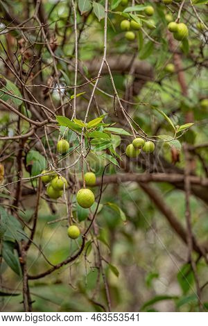 Tree With Fruits Called Mangaba Of The Species Hancornia Speciosa With Selective Focus