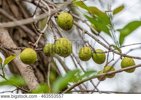 Tree With Fruits Called Mangaba Of The Species Hancornia Speciosa With Selective Focus