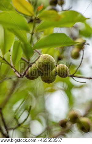 Tree With Fruits Called Mangaba Of The Species Hancornia Speciosa With Selective Focus