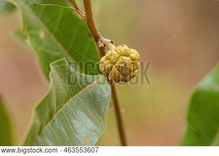 Small Wild Fruit Of The Species Duguetia Furfuracea