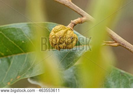 Small Wild Fruit Of The Species Duguetia Furfuracea