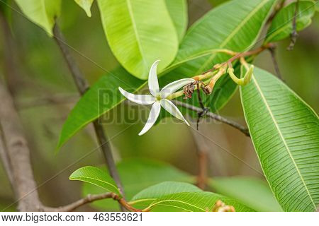Flower Of The Tree Called Mangaba Of The Species Hancornia Speciosa With Selective Focus