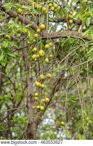 Tree With Fruits Called Mangaba Of The Species Hancornia Speciosa With Selective Focus