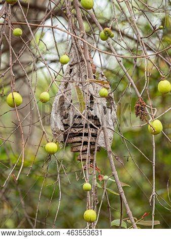 Tree With Fruits Called Mangaba Of The Species Hancornia Speciosa With Selective Focus