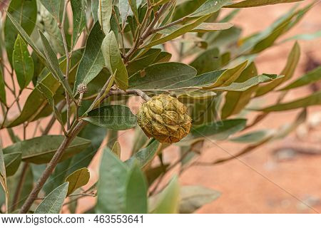 Small Wild Fruit Of The Species Duguetia Furfuracea