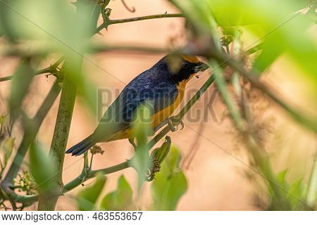 Male Violaceous Euphonia Bird Of The Genus Euphonia