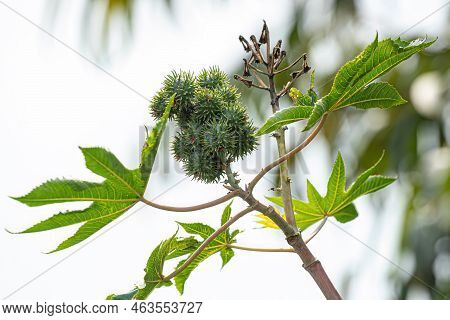 Green Castor Bean Plant Of The Species Ricinus Communis