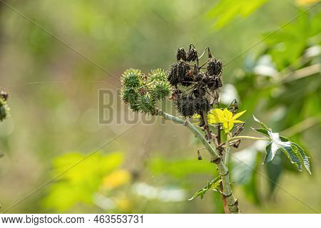 Green Castor Bean Plant Of The Species Ricinus Communis