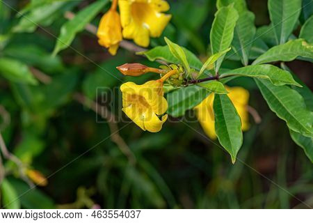 Allamanda Flowering Plant Of The Species Allamanda