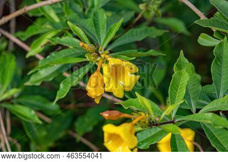 Allamanda Flowering Plant Of The Species Allamanda
