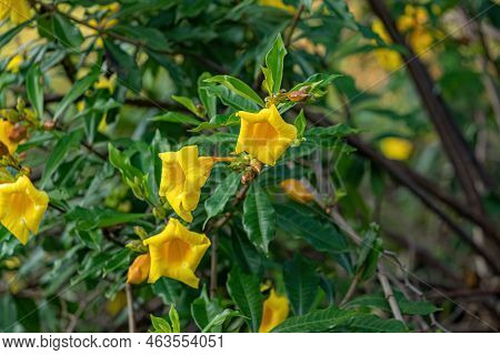 Allamanda Flowering Plant Of The Species Allamanda
