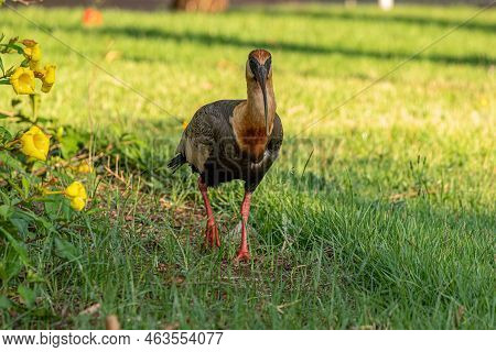 Buff Necked Ibis Of The Species Theristicus Caudatus