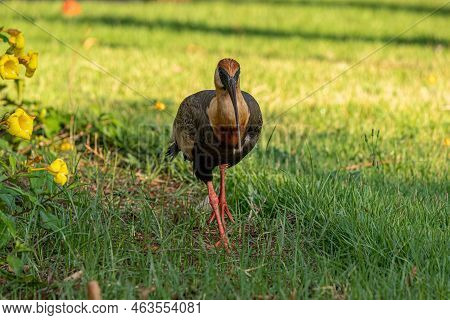 Buff Necked Ibis Of The Species Theristicus Caudatus