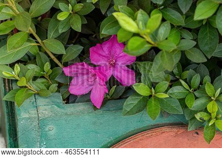 Azalea Flowering Plant Of The Genus Rhododendron