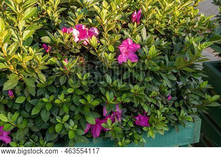Azalea Flowering Plant Of The Genus Rhododendron