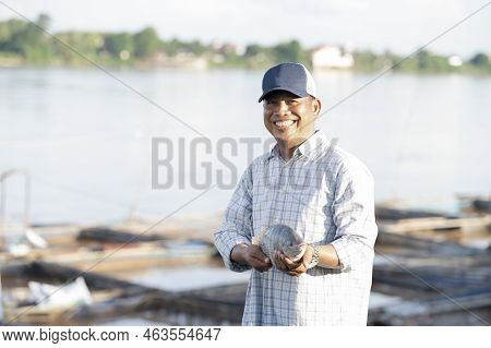 Fish Farmers In Tilapia Farm Catch Large Live Tilapia For Export To Fish Market. Fresh Tilapia.