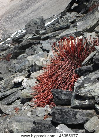 Rød plante vokser i 5550 M højde, Nepal