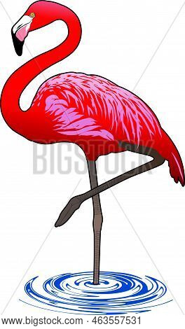 Pink Flamingo Standing In The Water On One Leg