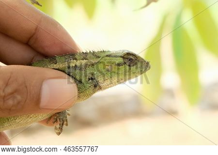 Lizard Or Pet Chameleon In Human Hands On Blurred Background, Pet Reptile.