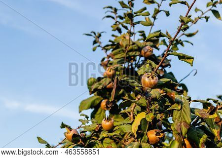 Medlar Fruits On A Branch.