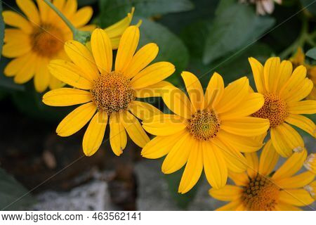 Beautiful Bushes Of Pale Yellow Flowers With Green Leaves And Growing In A Flower Bed Near The House