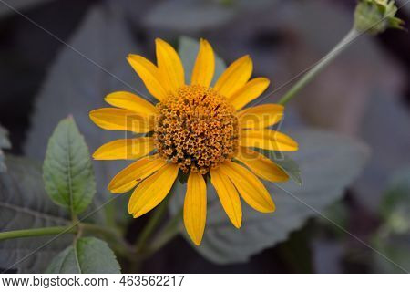 Beautiful Bushes Of Pale Yellow Flowers With Green Leaves And Growing In A Flower Bed Near The House