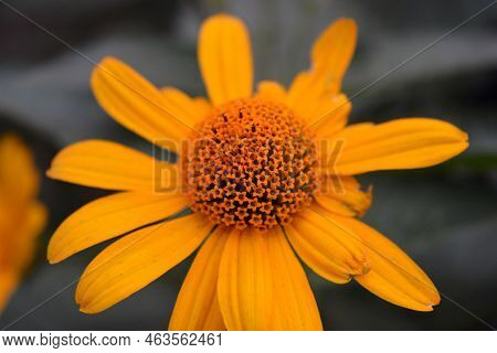 Beautiful Bushes Of Pale Yellow Flowers With Green Leaves And Growing In A Flower Bed Near The House