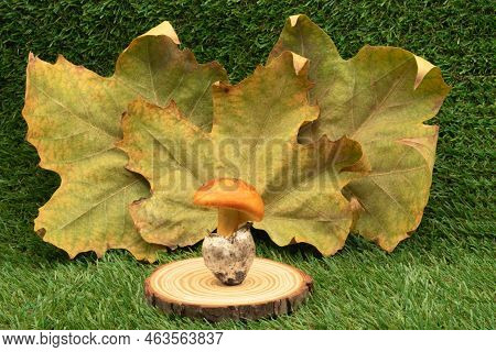 King's Egg On A Wooden Stump With A Leafy Background