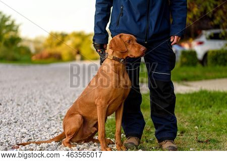 Adult Hungarian Or Magyar Vizsla Or Smooth-haired Vizsla.