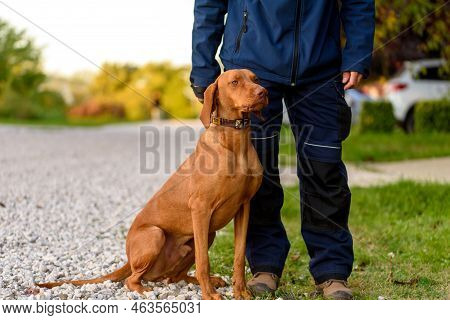 Adult Hungarian Or Magyar Vizsla Or Smooth-haired Vizsla.