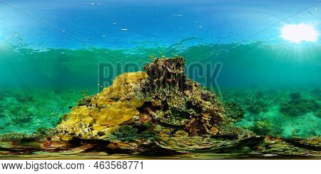 Tropical Sea And Coral Reef. Underwater Fish And Coral Garden. Underwater Sea Fish. Tropical Reef Ma