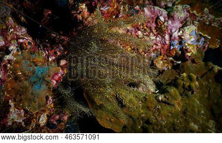 Underwater Photo From A Scuba Dive In Thailand. Algea And Green Plant At The Coral Reef.