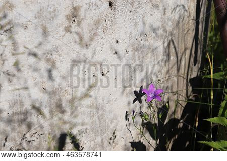 Photo Of Wild Flower At The Well On Summer Day In Village