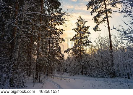 Winter In A Spruce Forest, Spruces Covered With White Fluffy Snow. Selective Focus.