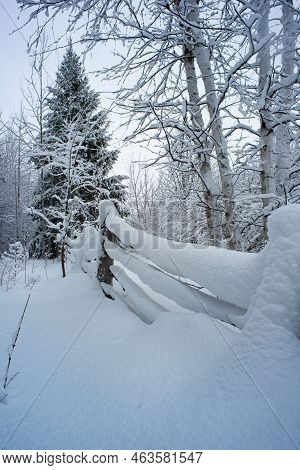 Winter In A Spruce Forest, Spruces Covered With White Fluffy Snow. Selective Focus.