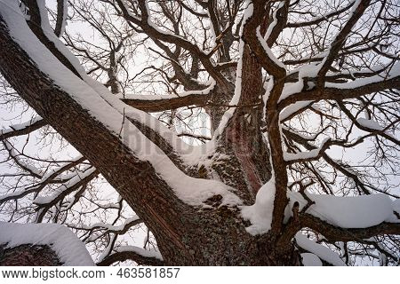 Oak Tree Forest With Snow In Winter