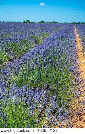 Lavender Fields In Plateau De Valensole In Summer. Alpes De Haute Provence, Paca Region, France