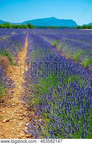 Lavender Fields In Plateau De Valensole In Summer. Alpes De Haute Provence, Paca Region, France