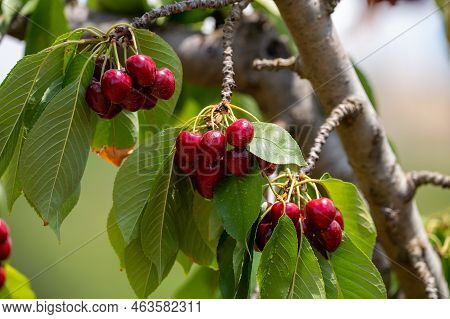 Sweet Ripe Black Cherry Berries Hanging On Cherry Tree In Fruit Orchard Near Venasque Village, Luber