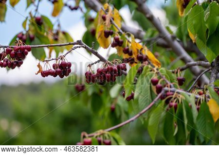 Sweet Ripe Black Cherry Berries Hanging On Cherry Tree In Fruit Orchard Near Venasque Village, Luber