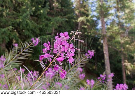 Chamaenerion Fleischeri, Formerly Epilobium Fleischeri, Commonly Known As Alpine Willowherb - Pink F
