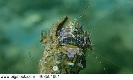 Striped Hermit Crab Or Rocky-shore Hermit Crab (pagurus Anachoretus) Extreme Close-up Undersea, Aege