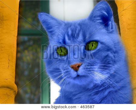Blå kat