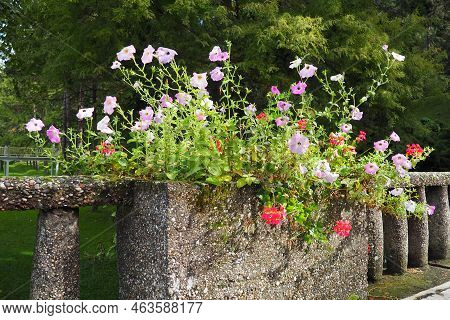 Petunia Is A Genus Of Tropical Herbaceous Or Subshrub Perennial Plants Of The Solanaceae Family. Red