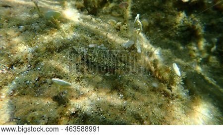 Mediterranean Intertidal Hermit Crab (clibanarius Erythropus) And Seashell Common Cerith (cerithium 
